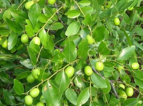 Wild Jujube seeds Sour Jujube seeds  Semen ziziphi spinosae